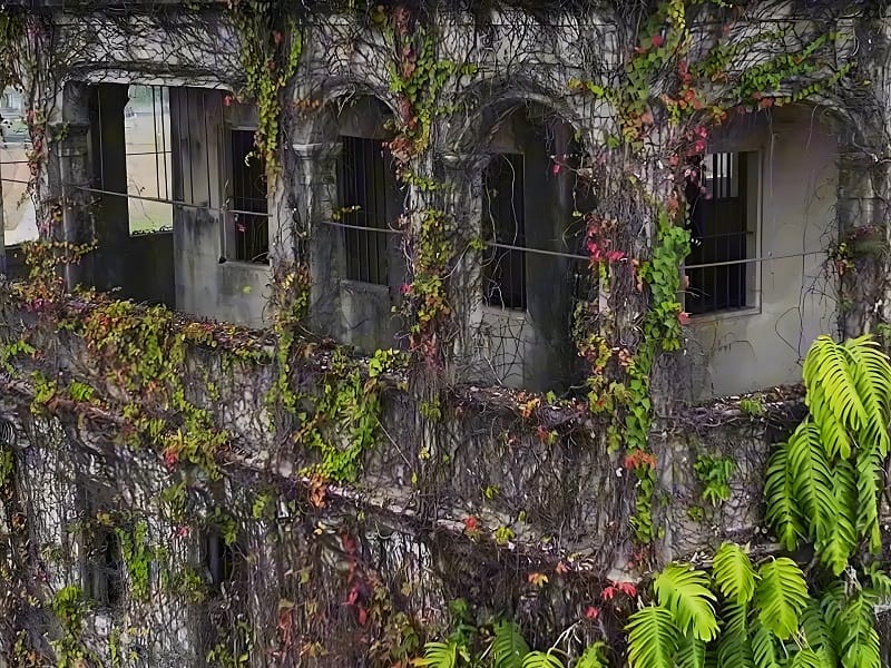 藤蔓煞、自縊屋、外煞、風水、風水有關係